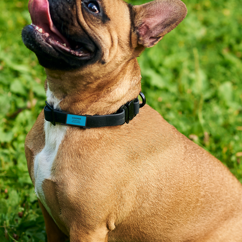 Slide-On Dog ID Tags - Image 3