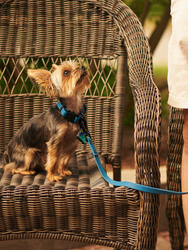QALO Dog Leash - Image 2