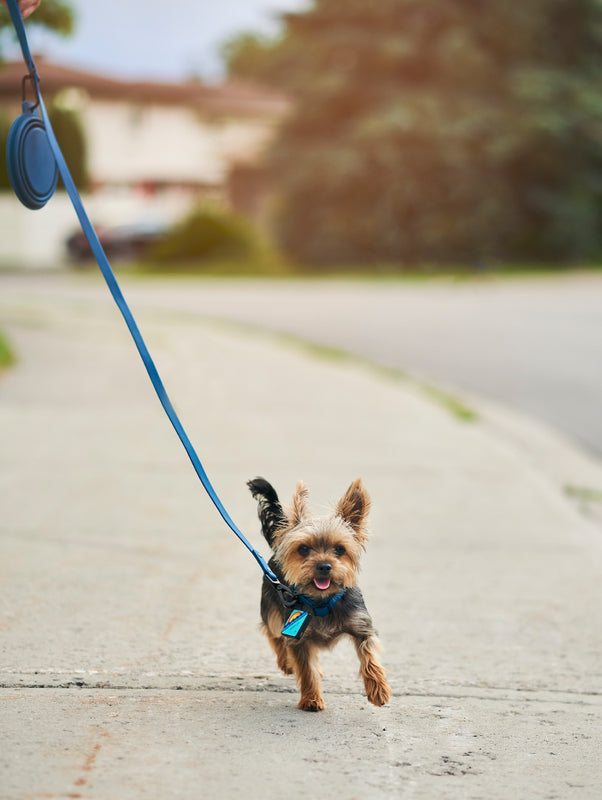 QALO Dog Leash - Image 3